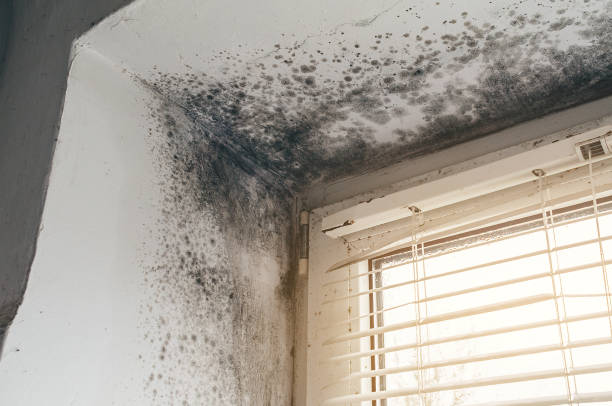 Affordable Attic Mold Remediation solutions in Oaklyn, NJ